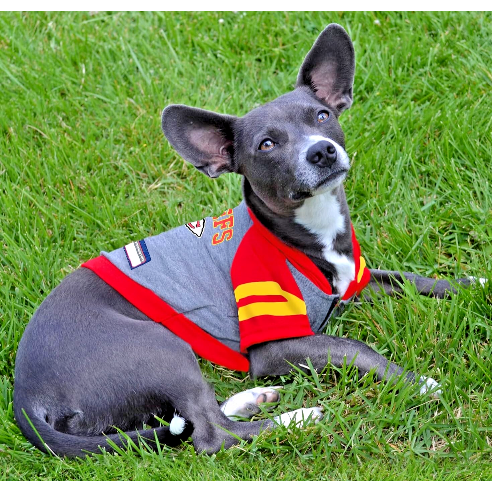 NFL Kansas City Chiefs Pet Wear Hoodie Dog Cat Shirt Offical NFL Licensed XS NEW